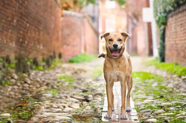 A tan dog with a dark muzzle stands on a cobblestone path between brick walls, looking at the camera with its mouth open and tail slightly wagging. Green grass and plants grow along the sides of the path.