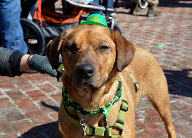 Dog Parade 2015 St. Patricks Alexandria