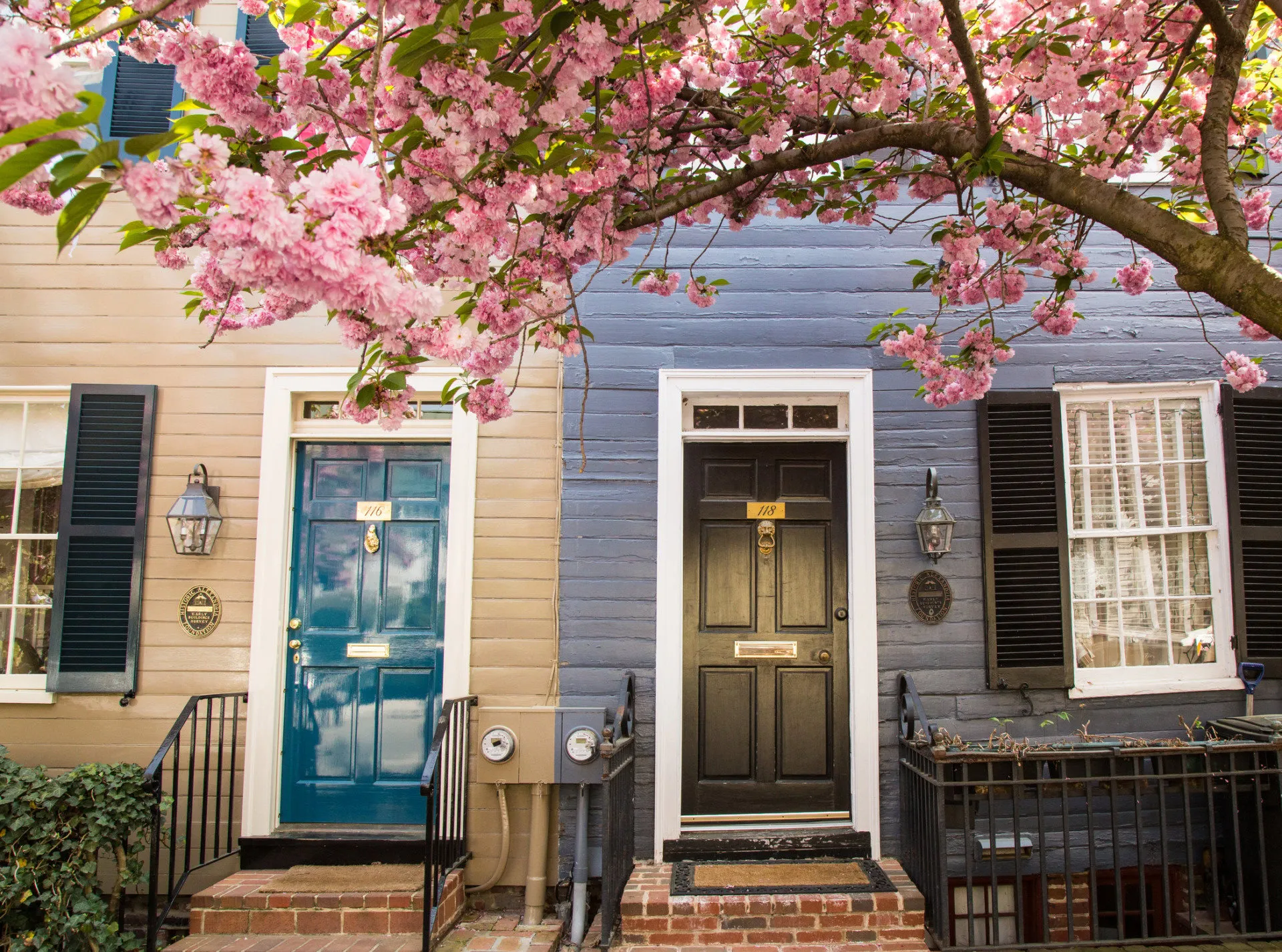 A blooming cherry blossom tree branches over two colorful front doors—one blue, one black—on a pair of adjacent row houses with brick steps and shuttered windows.