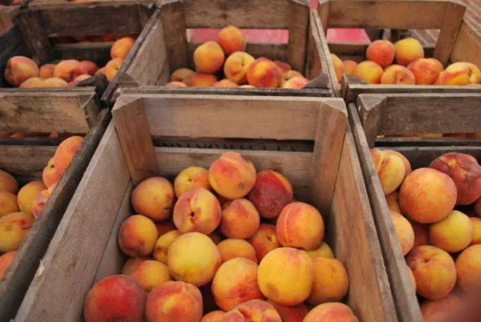 Wooden crates filled with ripe peaches, displaying a mix of yellow and reddish-orange hues, are stacked closely together at what appears to be an outdoor market or farm stand.