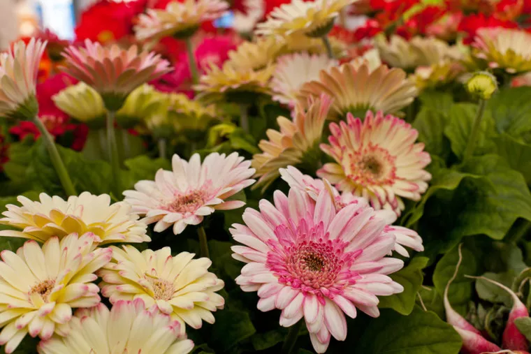 A cluster of pale pink and cream gerbera daisies in full bloom, surrounded by lush green leaves and vibrant red flowers in the background.