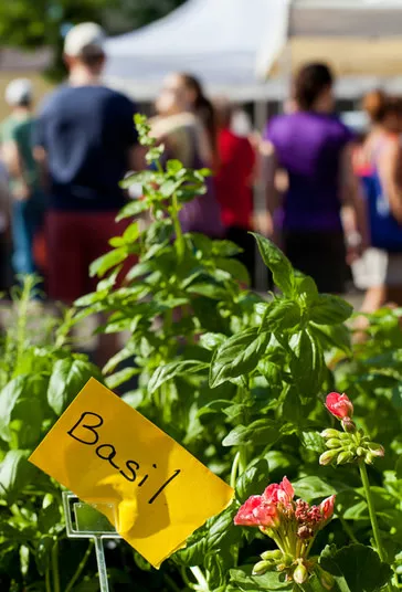 A yellow sign labeled Basil is placed in front of a basil plant with small pink flowers. People are blurred in the background, suggesting an outdoor market or fair.