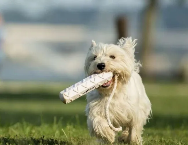A small, fluffy white dog runs on grass, holding a white textured toy with a rope in its mouth. The background is blurred, suggesting an outdoor park setting.