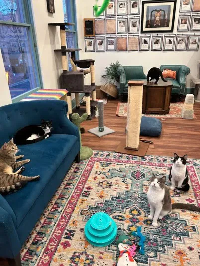 A cozy room with colorful rugs and cat furniture, five cats are lounging and playing; two sit on a blue sofa, one on a cat tree, one on a scratching post, and one near a toy in the center of the room.