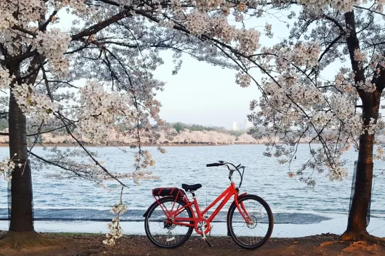 A red bicycle is parked under blooming cherry blossom trees by a calm lake, with water and distant trees in the background on a clear day.