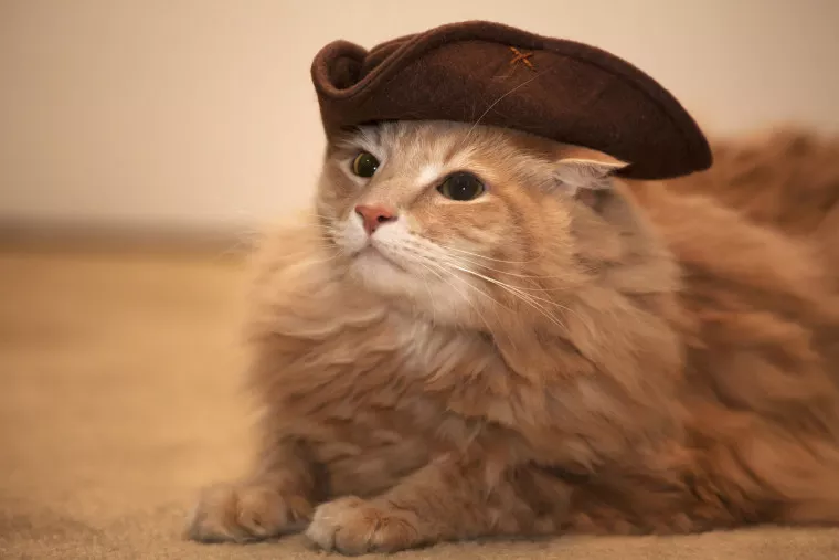 A fluffy orange cat lies on a carpet, wearing a brown tricorn hat that resembles a pirate or colonial style. The cat looks off to the side with a calm expression.