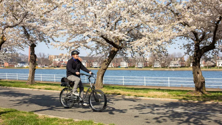 A person rides a bicycle under blooming cherry blossom trees along a riverside path on a sunny day, with houses and a blue sky in the background.