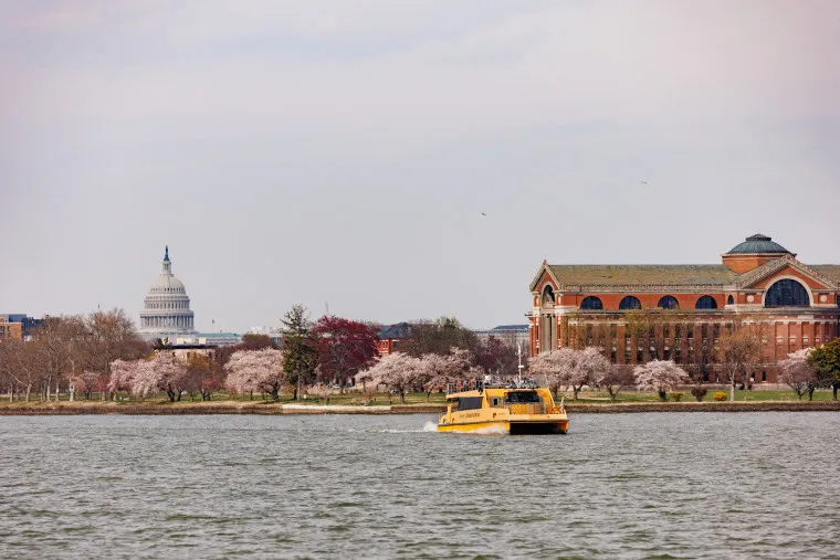 A yellow water taxi travels on a river with cherry blossom trees, a large brick building, and the U.S. Capitol dome visible in the background under a cloudy sky.