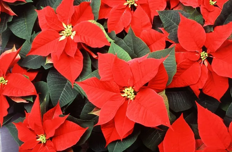 A cluster of vibrant red poinsettia flowers with dark green leaves, showcasing their star-shaped petals and small yellow centers.
