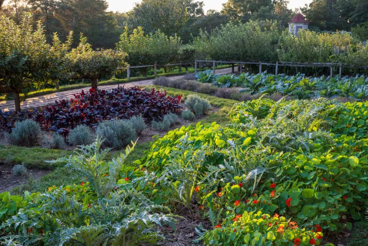 A lush garden with rows of various vegetables, leafy greens, and herbs in the sunlight. There are colorful plants and flowers, a wooden fence, and trees in the background.