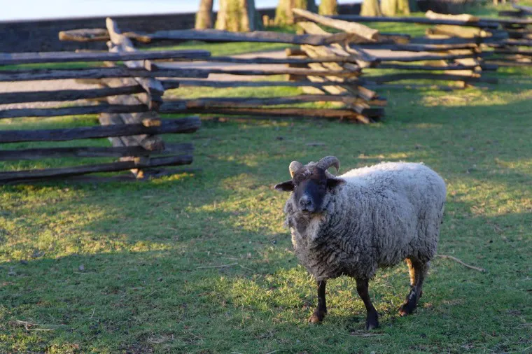 A sheep with thick, curly wool stands on green grass near a rustic wooden fence, with sunlight casting shadows and more fencing and trees visible in the background.