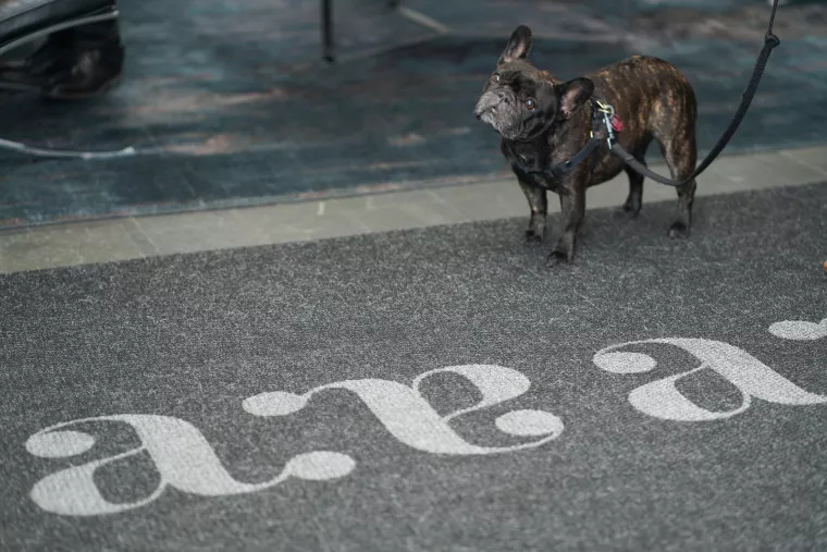 A small brindle French bulldog on a leash stands on a floor near a textured carpet with large stylized white “a” letters printed on it.
