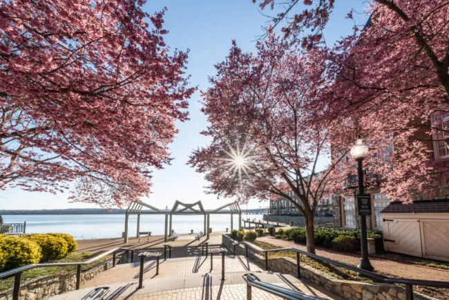 A sunny spring day with pink cherry blossom trees in full bloom lining a walkway that leads to a waterfront pavilion. The sun shines brightly over calm water, and a lamppost stands on the right.