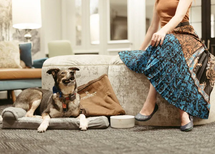 A dog lies on a cushion next to a food bowl, looking up happily. A woman in a blue-patterned skirt and blue shoes sits nearby, holding her skirt. The scene is cozy with soft furniture in the background.