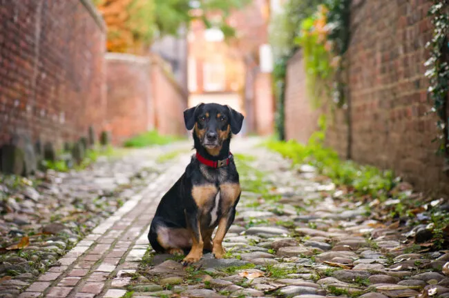 A black and brown dog wearing a red collar sits on a cobblestone alleyway lined with brick walls and greenery, looking directly at the camera.