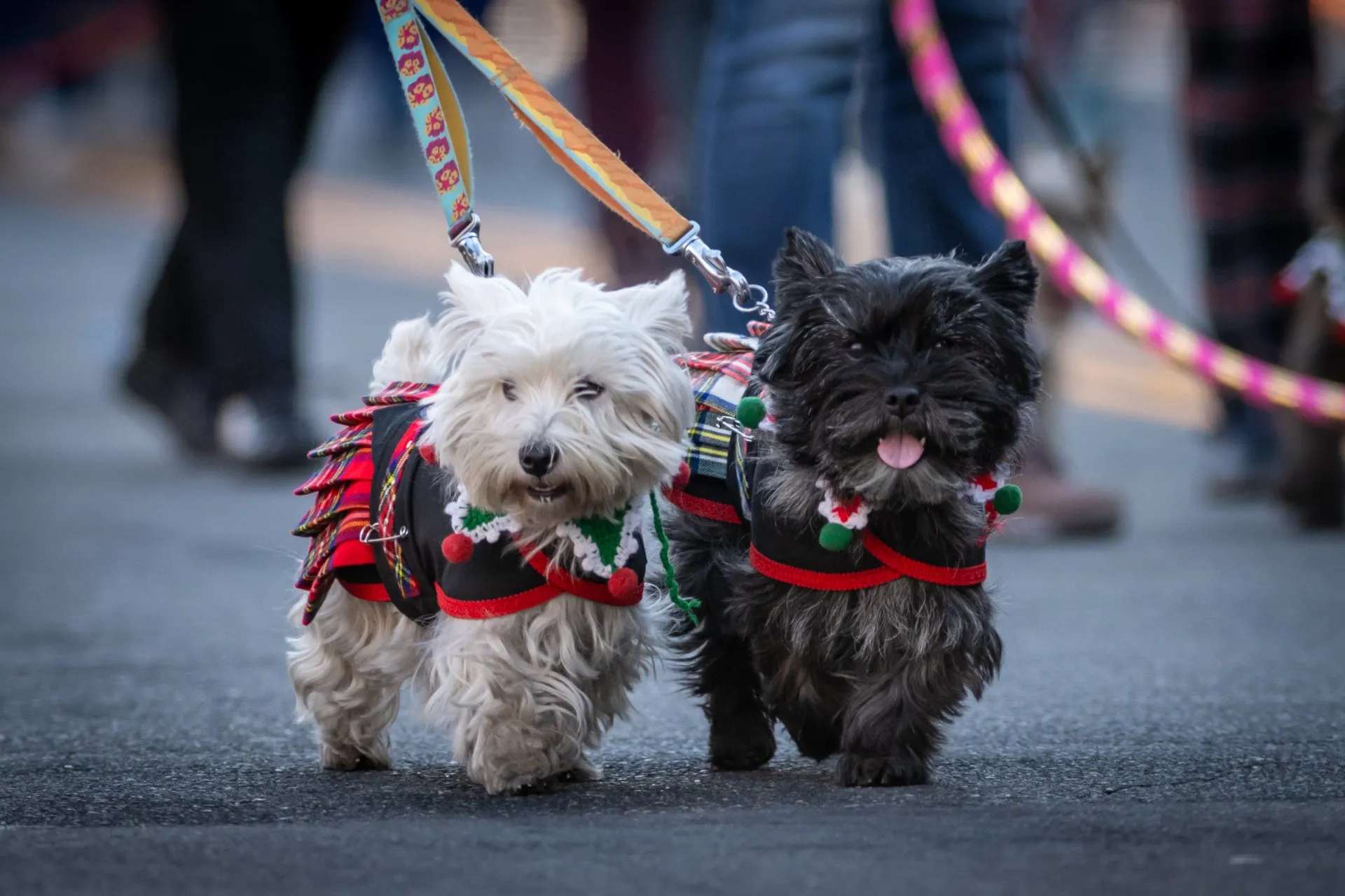 Two small dogs, one white and one black, wear festive holiday sweaters and walk side by side on leashes during an outdoor event. Their tongues are out, and people are visible in the blurred background.