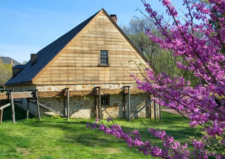 A rustic wooden and stone building sits on green grass, with a blossoming tree covered in vibrant pink flowers in the foreground under a clear blue sky.