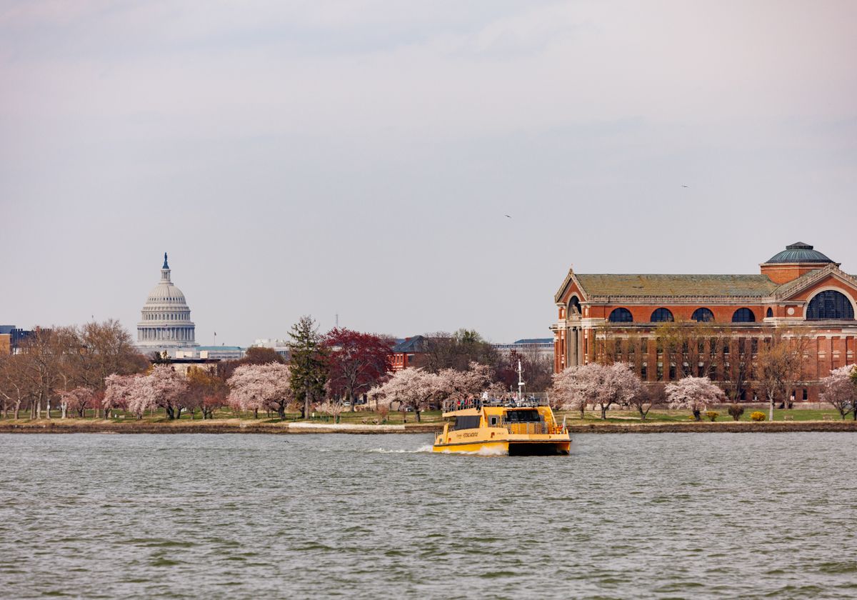 A yellow Potomac Water Taxi passing cherry blossoms and Roosevelt Hall on the D.C. waterfront.
