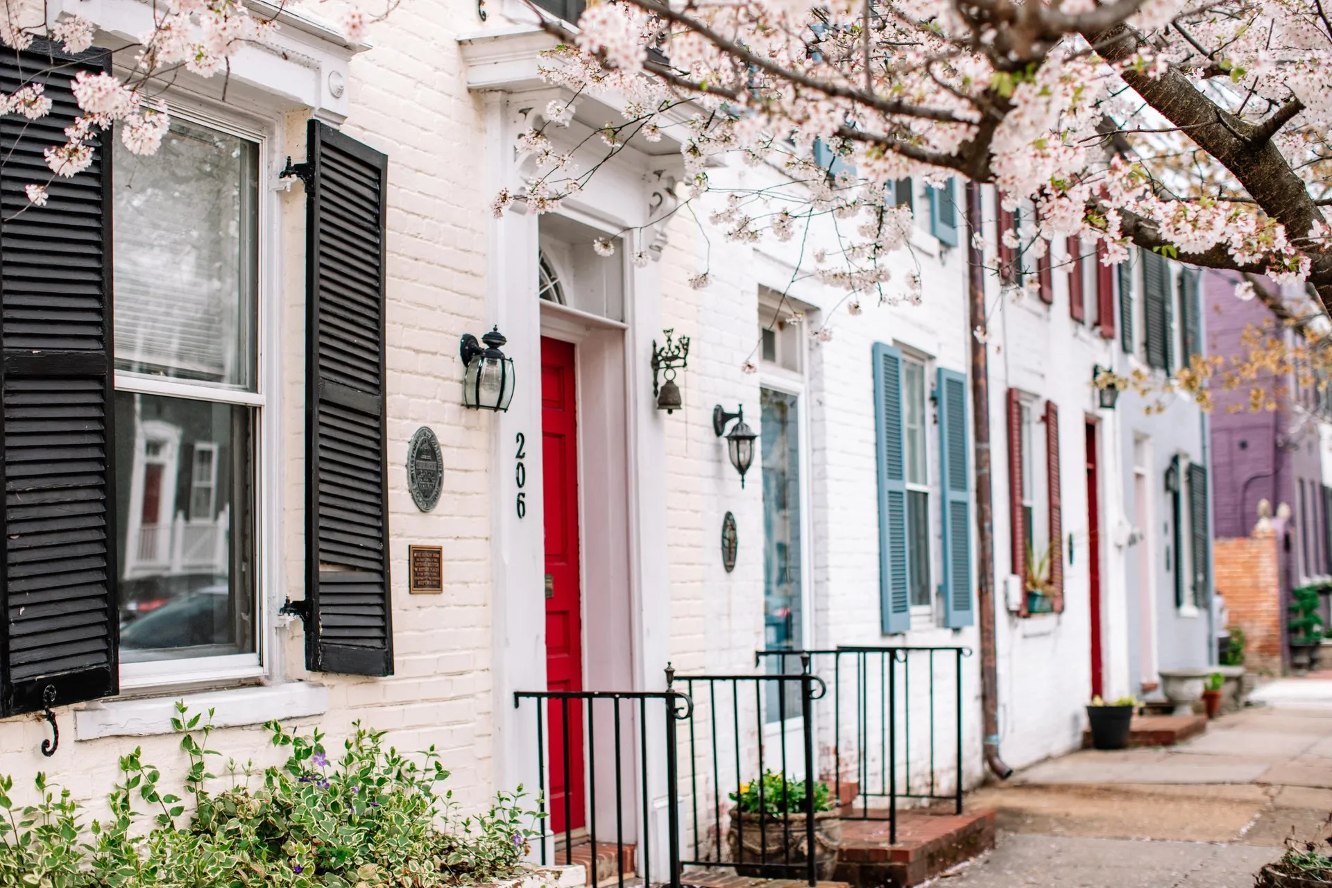 A row of historic townhomes with cherry blossom trees in front in Old Town Alexandria.