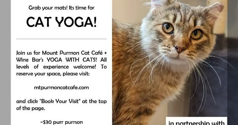 Cat Yoga event flyer for Mount Purrnon Cat Café featuring a close-up of a tabby cat.